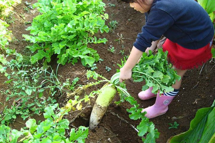 臼杵市野津町農泊＿体験＿農業