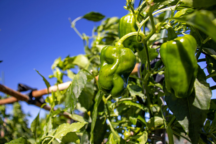 臼杵市野津町ピーマン畑