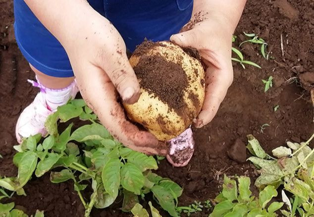 グリーンツーリズム体験農家